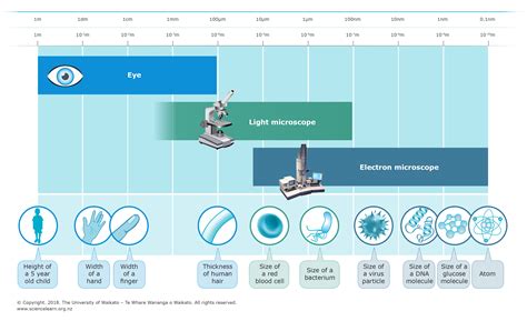 How microscopes magnify — Science Learning Hub.